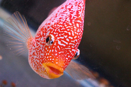 Understanding the Fading Process in Super Red Texas Cichlids