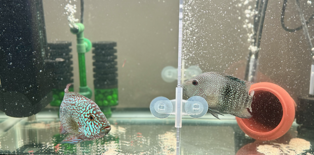 How to Trigger Spawning in Central and South American Cichlids: Tips for Breeders