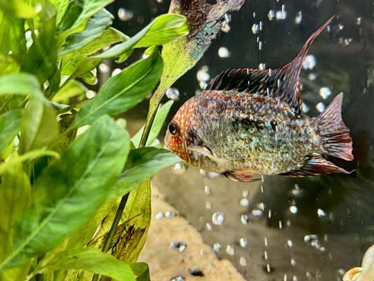 Species Profile: Red Texas & Super Red Texas Cichlids: The Ultimate Guide for Enthusiasts