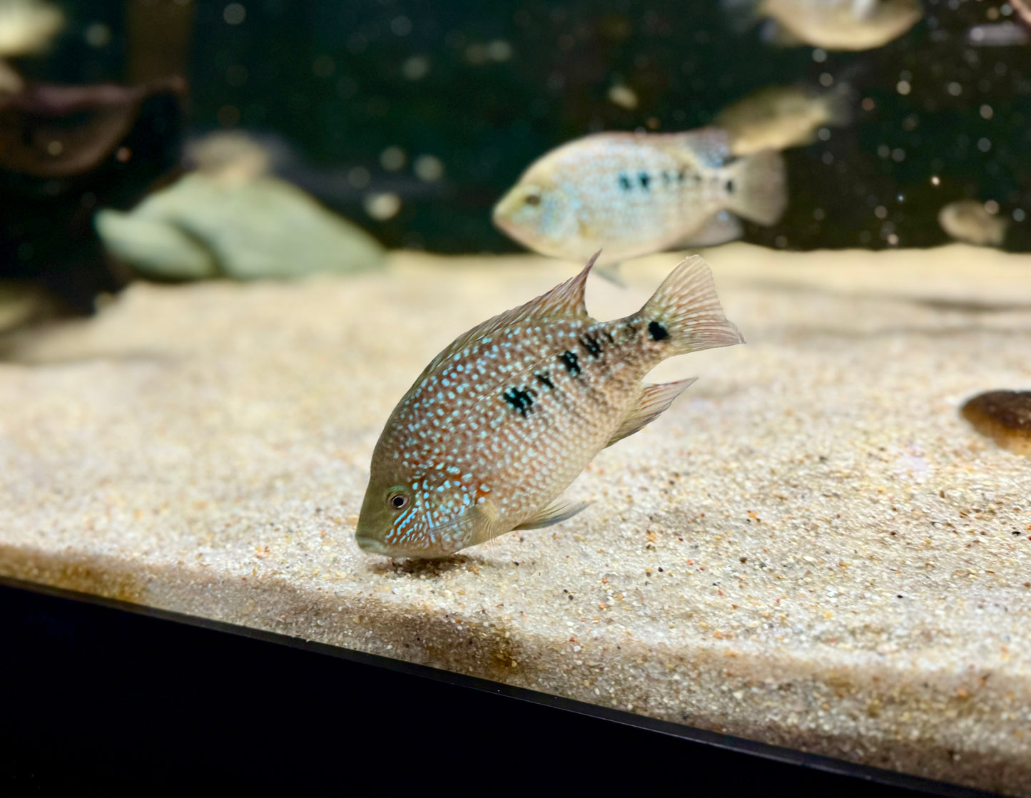 Super Red Texas x Herichthys Minckleyi Hybrid Cichlid - 1.5 to 2 Inches - Unsexed