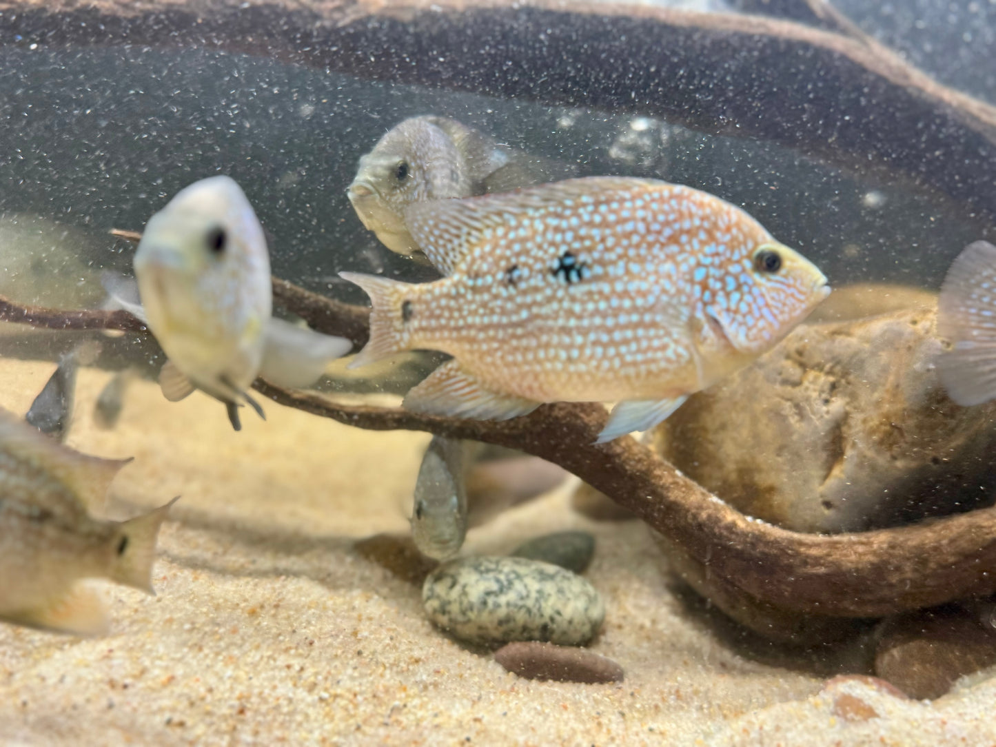 Super Red Texas x Herichthys Minckleyi Hybrid Cichlid - 1.5 to 2 Inches - Unsexed