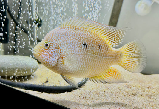 Super Red Texas x Herichthys minckleyi Hybrid Cichlid - Gold Base / Red Fade Mutation - 4.5 Inches - Male