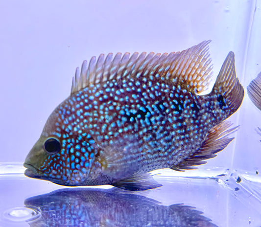 Super Red Texas x Herichthys minckleyi Hybrid Cichlid - 3 Inches - Unsexed - A+ Grade