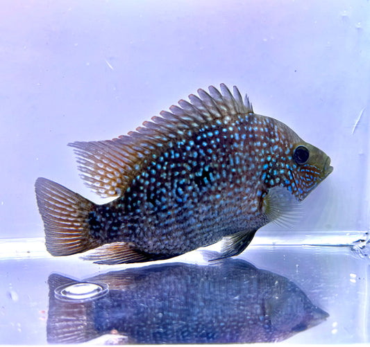 Super Red Texas x Herichthys minckleyi Hybrid Cichlid - 3 Inches - Unsexed - A Grade