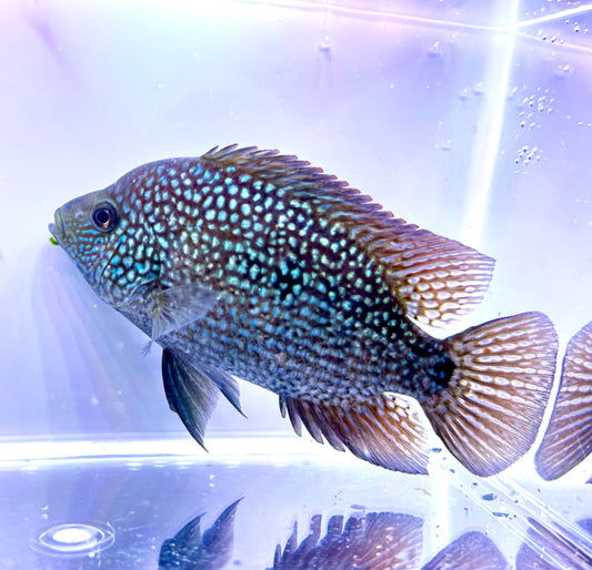 Super Red Texas x Herichthys minckleyi Hybrid Cichlid - 3.5 Inches - Unsexed - A+ Grade