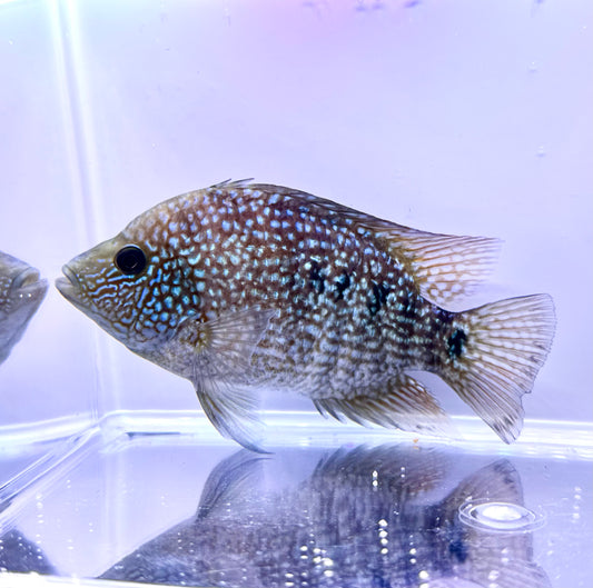 Super Red Texas x Herichthys minckleyi Hybrid Cichlid - 3 Inches - Unsexed - B Grade