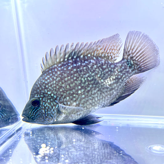 Super Red Texas x Herichthys minckleyi Hybrid Cichlid - 3.5 Inches - Unsexed - B+ Grade