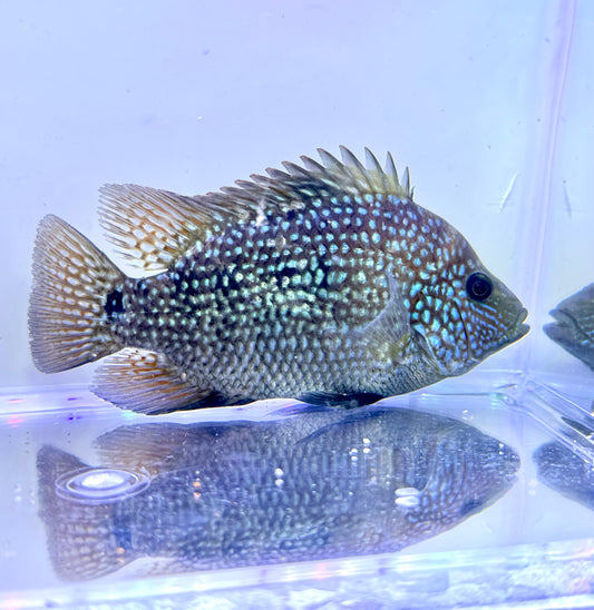 Super Red Texas x Herichthys minckleyi Hybrid Cichlid - 3.5 Inches - Unsexed - B+ Grade