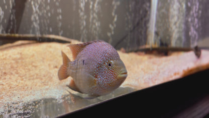 Super Red Texas x Herichthys minckleyi Hybrid Cichlid - Gold Base / Red Fade Mutation - 4.5 Inches - Male